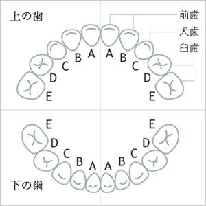 乳歯の生える時期と歯磨き